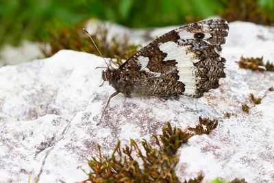 WITBANDZANDOOG- Brintesia circe - GREAT BANDED GREYLING - SILÈNE