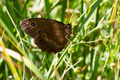 BLAUWOOGVLINDER - Minois dryas - DRYAD - GRAND NÈGRE DES BOIS