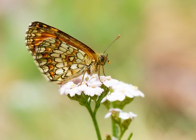 ZUIDELIJKE BOSPARELMOERVLINDER - Melitaea celadussa - SOUTHERN HEATH FRITILLARY - MÉLITÉE DE FRUHSTORFER