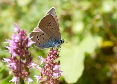 MAZARINE BLUE - Cyaniris semiargus - KLAVERBLAUWTJE