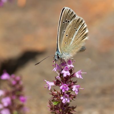 DAMON BLUE - Polyommatus damon - WITSTREEPBLAUWTJE