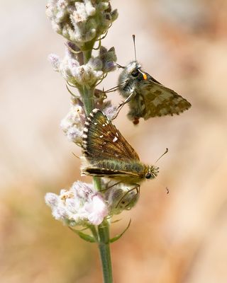 GROOT SPIKKELDIKKOPJE - Pyrgus alveus - LARGE GRIZZLED SKIPPER - HÉSPERIE DU FAUX BUIS