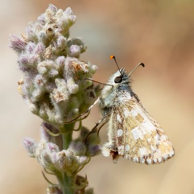 GROOT SPIKKELDIKKOPJE - Pyrgus alveus - LARGE GRIZZLED SKIPPER - HÉSPERIE DU FAUX BUIS