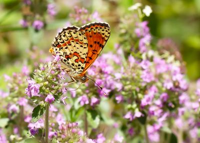 TWEEKLEURIGE PARELMOERVLINDER - Melitaea didyma - SPOTTED FRITILLARY - MÉLITÉE ORANGÉE