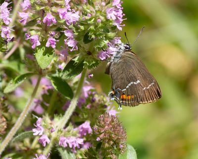 WEGEDOORNPAGE - Satyrium spini - BLUE-SPOT HAIRSTREAK - THÈCLA DES NERPRUNS