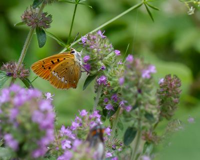 MORGENROOD - Lycaena virgaureae - SCARCE COPPER - CUIVRÉ DE LA VERGE-D'OR