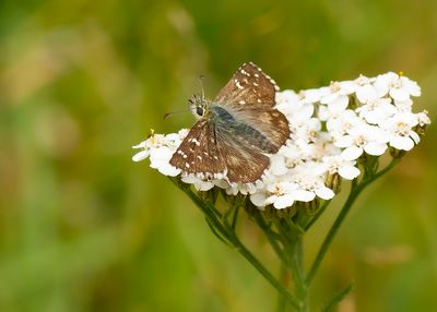 GROOT SPIKKELDIKKOPJE - Pyrgus alveus - LARGE GRIZZLED SKIPPER - HÉSPERIE DU FAUX BUIS