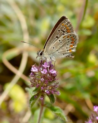 NORTHERN BROWN ARGUS - Aricia artaxerxes - VALS BRUIN BLAUWTJE
