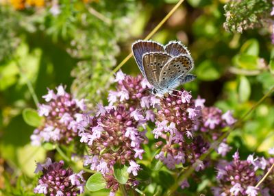 HEIDEBLAUWTJE- Plebejus argus - SILVER-STUDDED BLUE - PETIT ARGUS