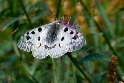  APOLLOVLINDER - Parnassius apollo - APOLLO - APOLLON