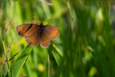 LESSER MOUNTAIN RINGLET - Erebia melampus - KLEINE BERGEREBIA