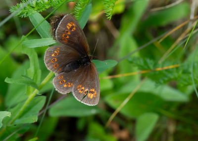 AMANDELOOGEREBIA - Erebia albergana - ALMOND-EYED RINGLET - MOIRÉ LANCÉOLÉ