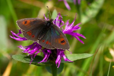 WESTELIJKE GLANSEREBIA - Erebia arvernensis - WESTERN BRASSY RINGLET - MOIRÉ LUSTRÉ