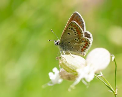 NORTHERN BROWN ARGUS - Aricia artaxerxes - VALS BRUIN BLAUWTJE