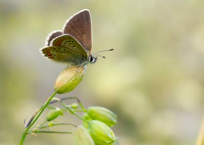 VALS BRUIN BLAUWTJE - Aricia artaxerxes - NORTHERN BROWN ARGUS - ARGUS DE L'HÉLIANTHÈME