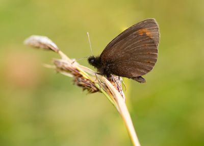 KLEINE BERGEREBIA - Erebia melampus - LESSER MOUNTAIN RINGLET - MOIRÉ DES PÂTURINS