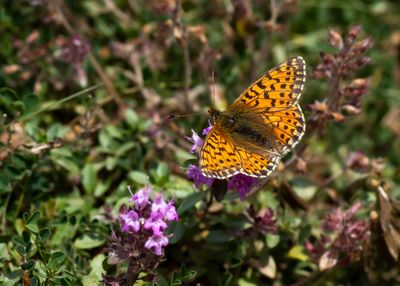 SHEPHERD'S FRITILLARY - Boloria pales - HERDERSPARELMOERVLINDER