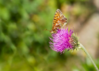 HERDERSPARELMOERVLINDER - Boloria pales - SHEPHERD'S FRITILLARY - NACRÉ SUBALPIN