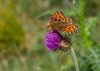 DUINPARELMOERVLINDER - Fabriciana niobe - NIOBE FRITILLARY - CHIFFRE