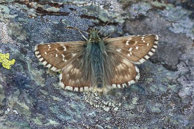 WESTELIJK SPIKKELDIKKOPJE - Pyrgus carlinae - CARLINE SKIPPER - HESPÉRIE DE LA PARCINIÈRE