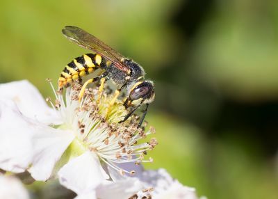 EUROPEAN BEE WOLF - Philanthus triangulum - BIJENWOLF