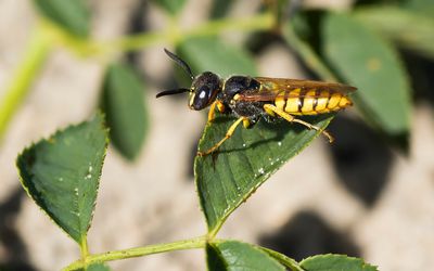 EUROPEAN BEE WOLF - Philanthus triangulum - BIJENWOLF