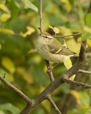 YELLOW-BROWED WARBLER - Phylloscopus inornatus - BLADKONING