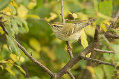 YELLOW-BROWED WARBLER - Phylloscopus inornatus - BLADKONING