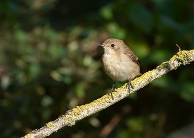 EUROPEAN PIED FLYCATCHER - Ficedula hypoleuca - BONTE VLIEGENVANGER