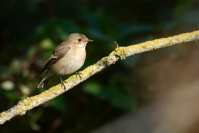 EUROPEAN PIED FLYCATCHER - Ficedula hypoleuca - BONTE VLIEGENVANGER