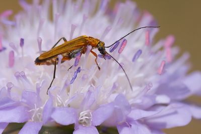 DIKDIJKEVER - Oedemera podagrariae -