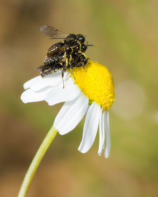 Crossocerus wesmaeli