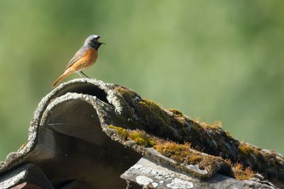 COMMON REDSTART - Phoenicurus phoenicurus - GEKRAAGDE ROODSTAART