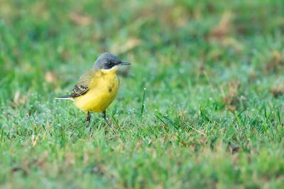 GREY-HEADED WAGTAIL - Motacilla flava thunbergi - NOORDSE KWIKSTAART