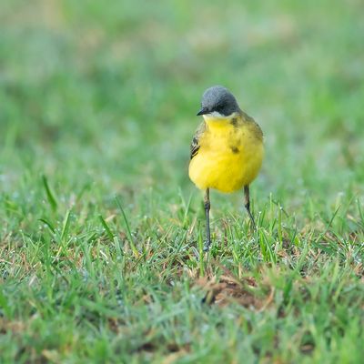 GREY-HEADED WAGTAIL - Motacilla flava thunbergi - NOORDSE KWIKSTAART