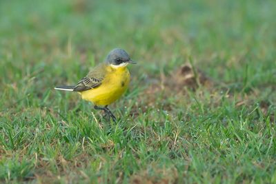 GREY-HEADED WAGTAIL - Motacilla flava thunbergi - NOORDSE KWIKSTAART