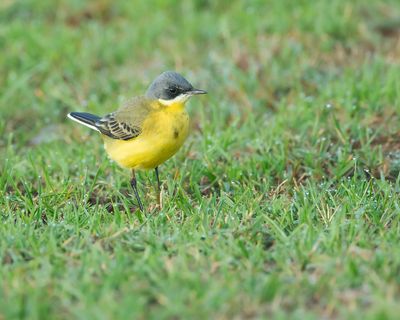 GREY-HEADED WAGTAIL - Motacilla flava thunbergi - NOORDSE KWIKSTAART