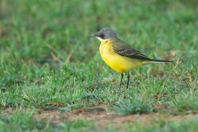 GREY-HEADED WAGTAIL - Motacilla flava thunbergi - NOORDSE KWIKSTAART