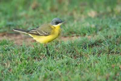 GREY-HEADED WAGTAIL - Motacilla flava thunbergi - NOORDSE KWIKSTAART