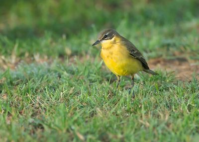 GREY-HEADED WAGTAIL - Motacilla flava thunbergi - NOORDSE KWIKSTAART