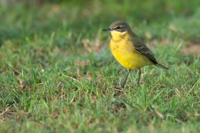 GREY-HEADED WAGTAIL - Motacilla flava thunbergi - NOORDSE KWIKSTAART