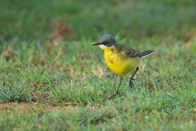 GREY-HEADED WAGTAIL - Motacilla flava thunbergi - NOORDSE KWIKSTAART