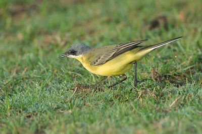 GREY-HEADED WAGTAIL - Motacilla flava thunbergi - NOORDSE KWIKSTAART