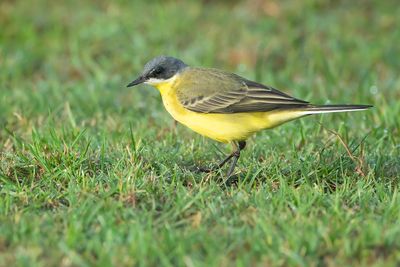 GREY-HEADED WAGTAIL - Motacilla flava thunbergi - NOORDSE KWIKSTAART