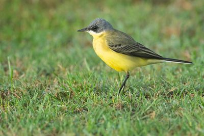 GREY-HEADED WAGTAIL - Motacilla flava thunbergi - NOORDSE KWIKSTAART