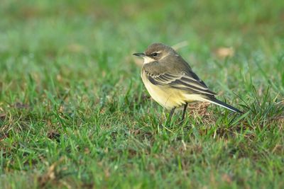 GREY-HEADED WAGTAIL - Motacilla flava thunbergi - NOORDSE KWIKSTAART