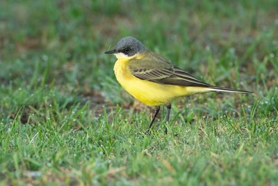 GREY-HEADED WAGTAIL - Motacilla flava thunbergi - NOORDSE KWIKSTAART