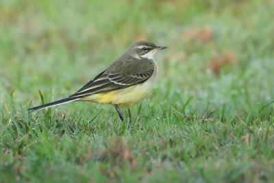 BLUE-HEADED WAGTAIL - Motacilla flava - GELE KWIKSTAART