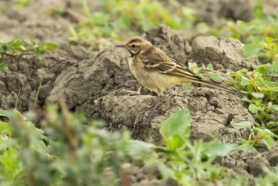 BLUE-HEADED WAGTAIL - Motacilla flava - GELE KWIKSTAART