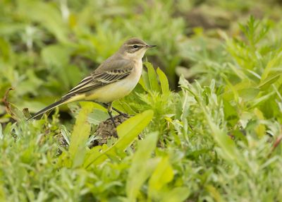 BLUE-HEADED WAGTAIL - Motacilla flava - GELE KWIKSTAART